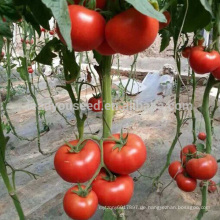 T08 Tina hibrido tomate hibrido chino vegetales semillas para la venta